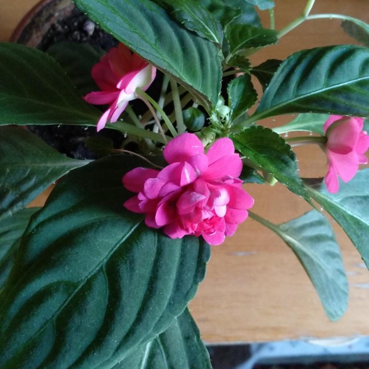 Комнатный цветок Impatiens (Ванька мокрый)