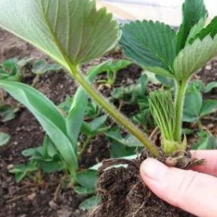 Рассада клубники, разных сортов