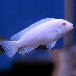 Белый принц (Pseudotropheus socolofi albino)