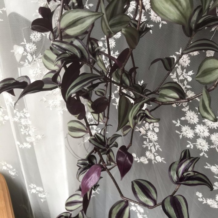 Традесканция