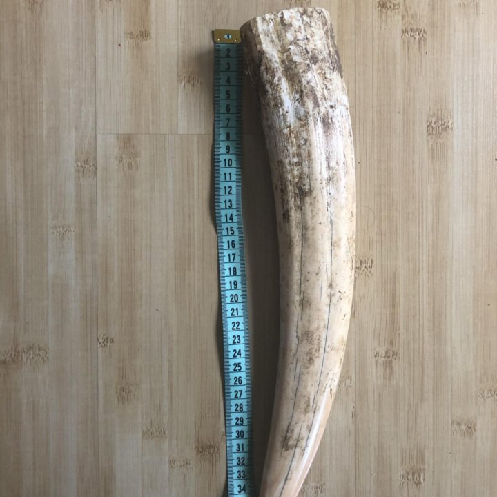 Клыки моржовые