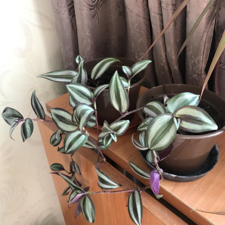 Традесканция