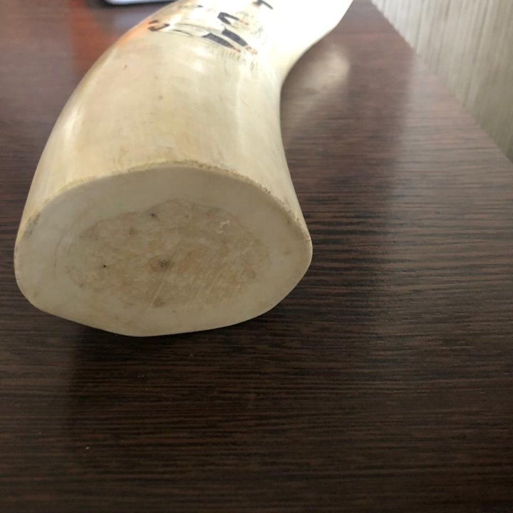 Клыки моржовые