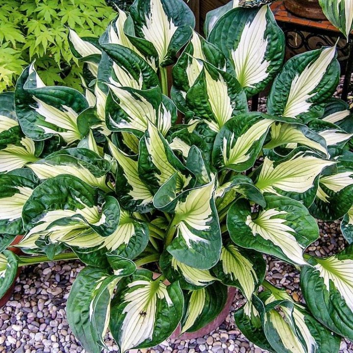 Хоста WHIRLWIND