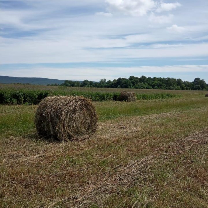 Сено в рулонах 110 см