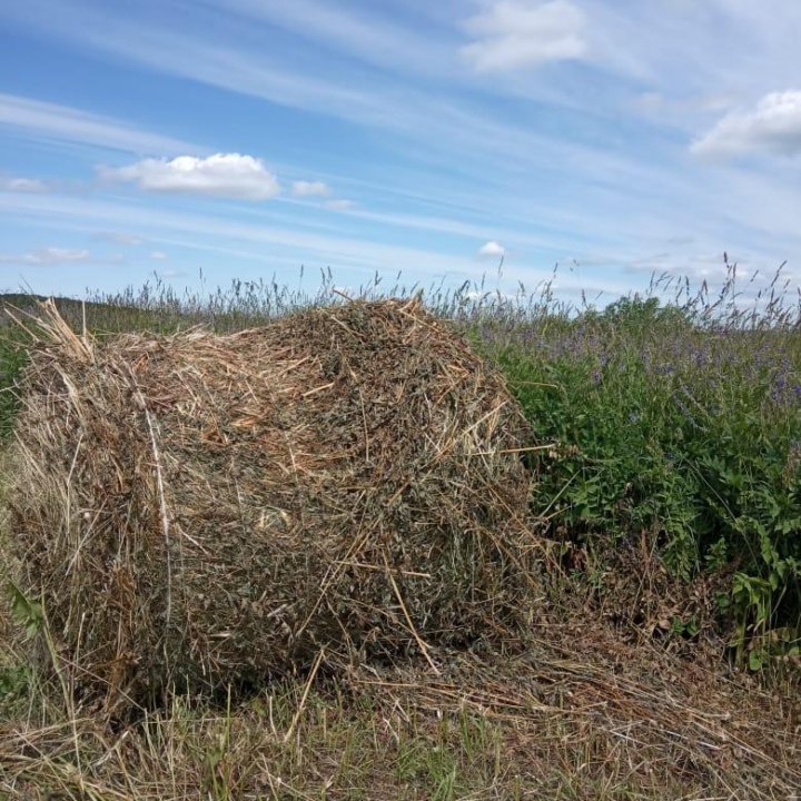 Сено в рулонах 110 см