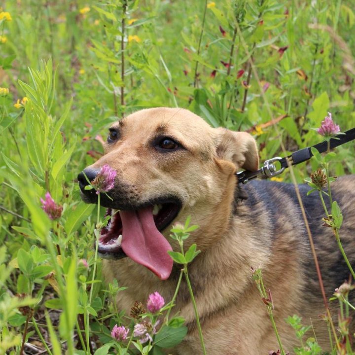 Собака Эбби