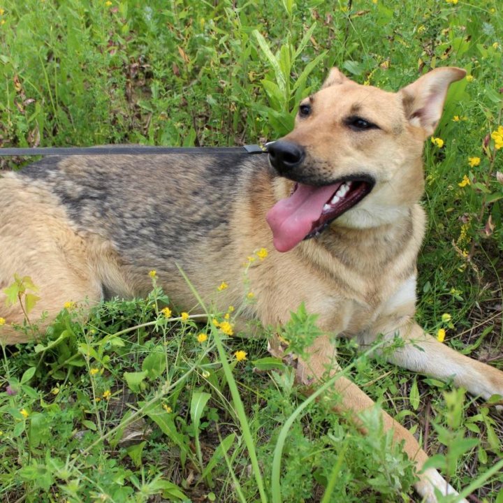 Собака Эбби