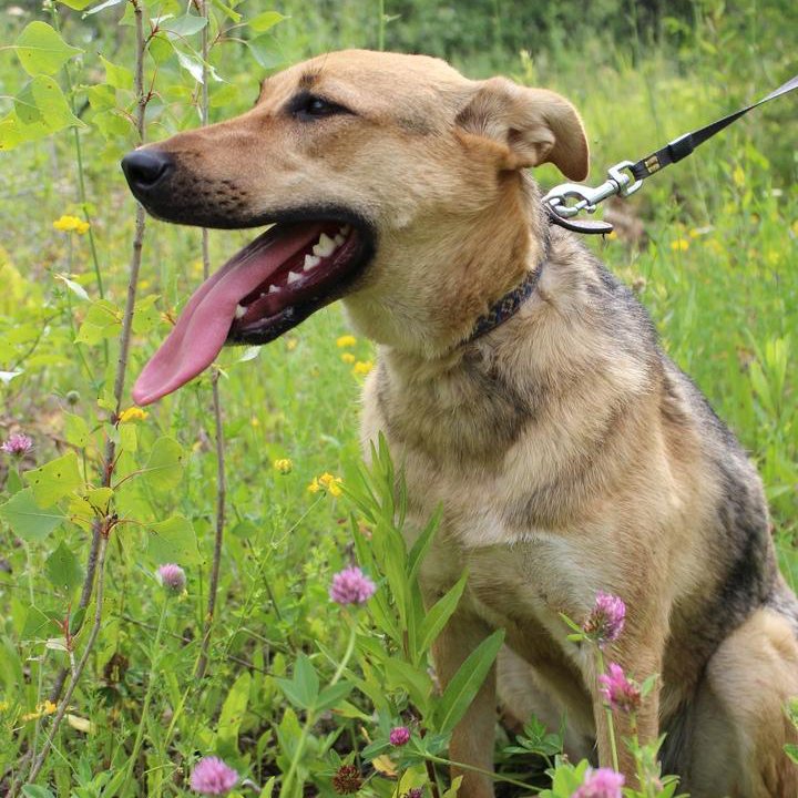 Собака Эбби