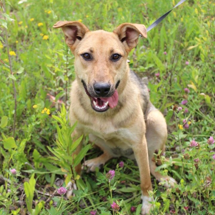 Собака Эбби