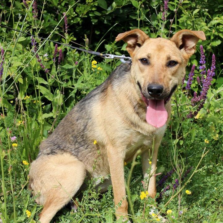 Собака Эбби