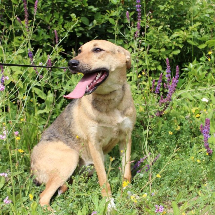 Собака Эбби