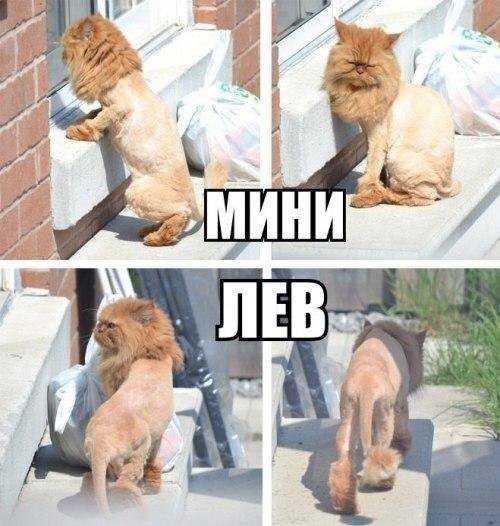 Кот с побритой головой мем Котята мини-львы - купить в Москве, цена 100 руб., продано 22 апреля 2016 - Кошк