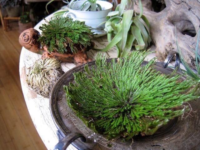 selaginella lepidophylla care