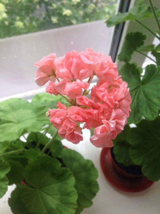 Особенности полива: как не навредить