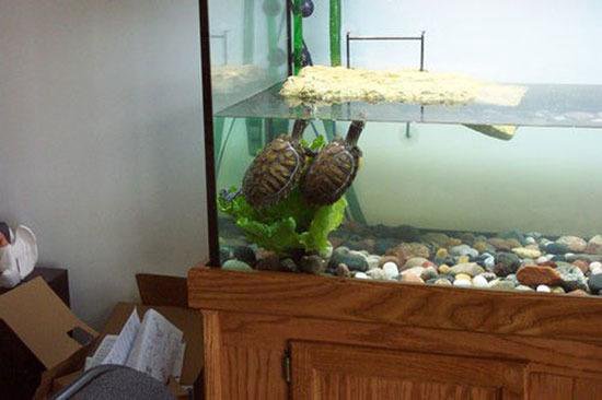 Красноухая черепаха маленькая. Корм для черепахи красноухой. Можно ли красноухой черепахе креветки. Красноухая черепаха 30 см. Красноухая черепаха большая.