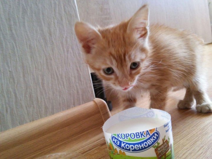Отдам в добрые руки в краснодаре. Отдам в добрые руки в краснодаре. Котята в добрые руки краснодар. Отдам в добрые руки в краснодаре. Бездомные котята.