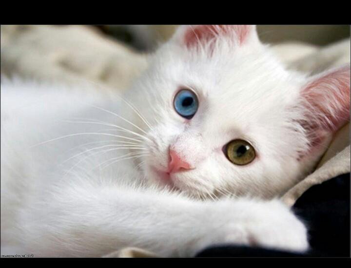 Белый котёнок с разными глазами – купить, цена 500 руб., продано 13 октября  2016 – Кошки