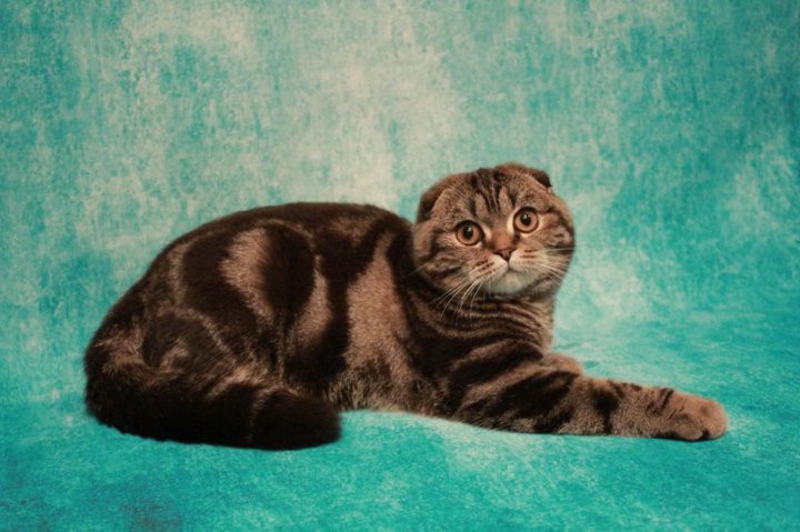 Шотландская Вислоухая Кошка Фото Черепаховый