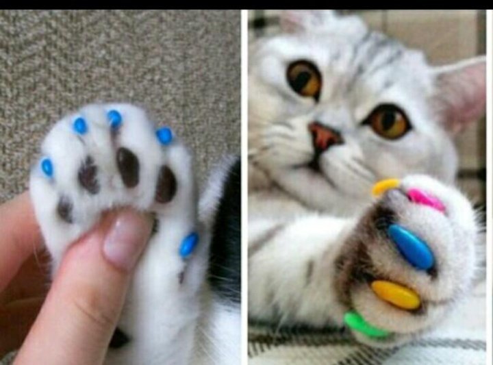 Ногти когти кошки. Маникюр с кошками. Ноготочки для кошек. Антицарапки на когти для кошек. Накладки на когти.