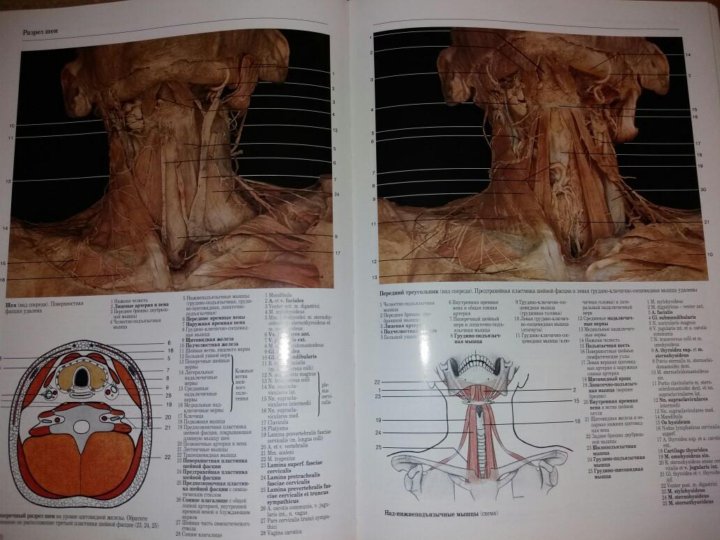 Анатомия москва. Атлас клинической анатомии Кеннет п. Анатомический атлас, Рохен. Элморский анатомический атлас.