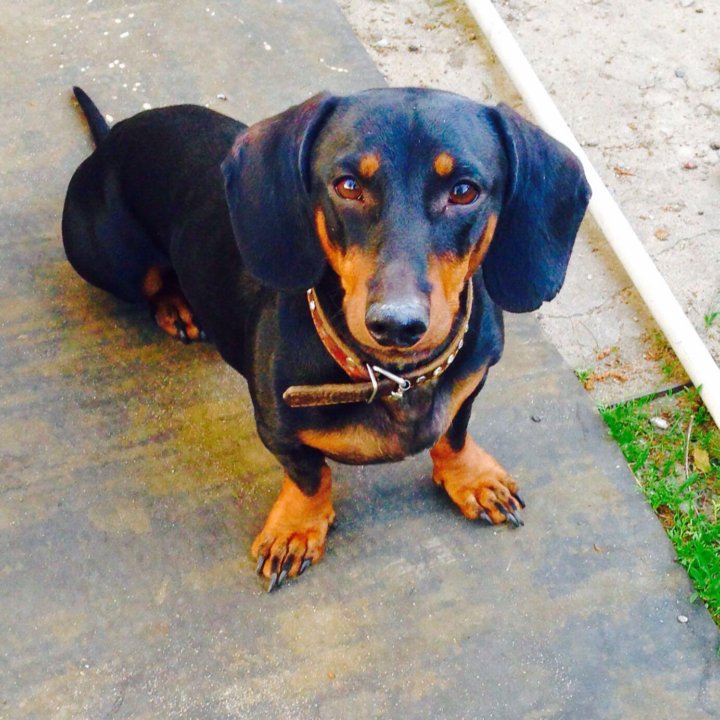 Вязка таксы. Вязка таксы. Вязка таксы. Вязка такс в г. Такса стандартная гладкошерстная рыжая.