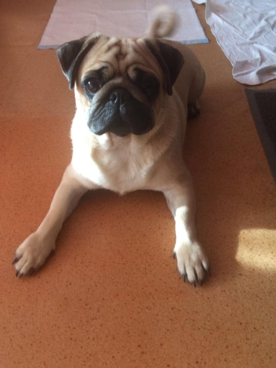 Мопс 4к. Обувь для мопса. Мопс 4. Мопс породы собак. Щенок мопса 4 месяца.