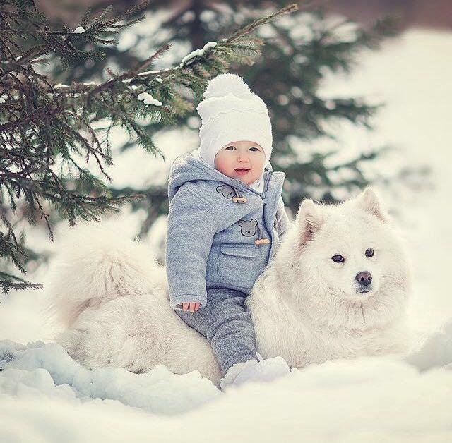 Фотосессия с самоедами