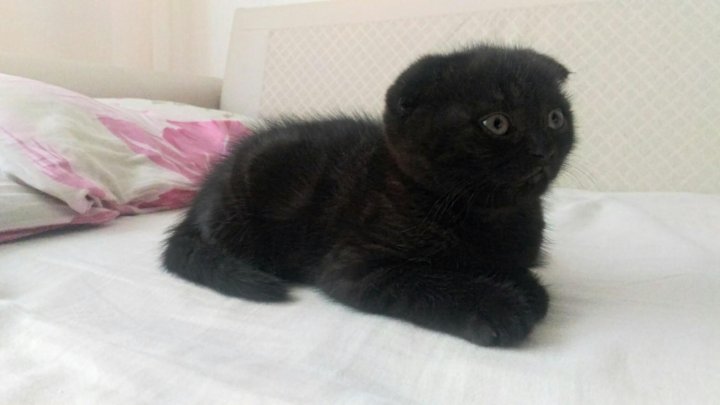 Авито Саранск Котята Шотландские Вислоухие Фото Продажа
