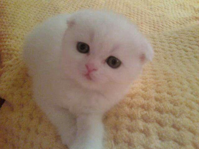 Котенок Купить Фото Белый Авито