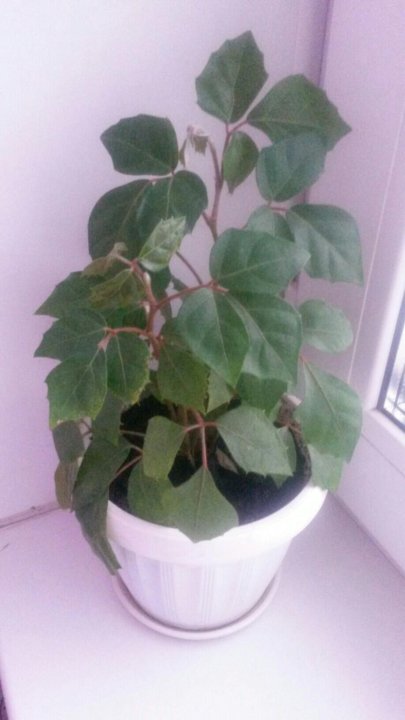 Комнатное растение березка: как правильно выращивать и ухаживать за цветком в домашних условиях