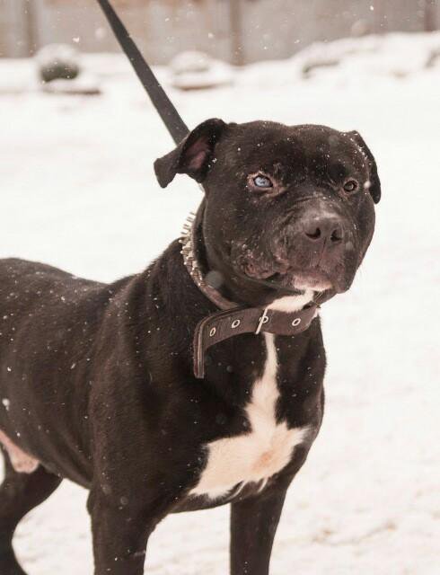 питбуль в добрые руки