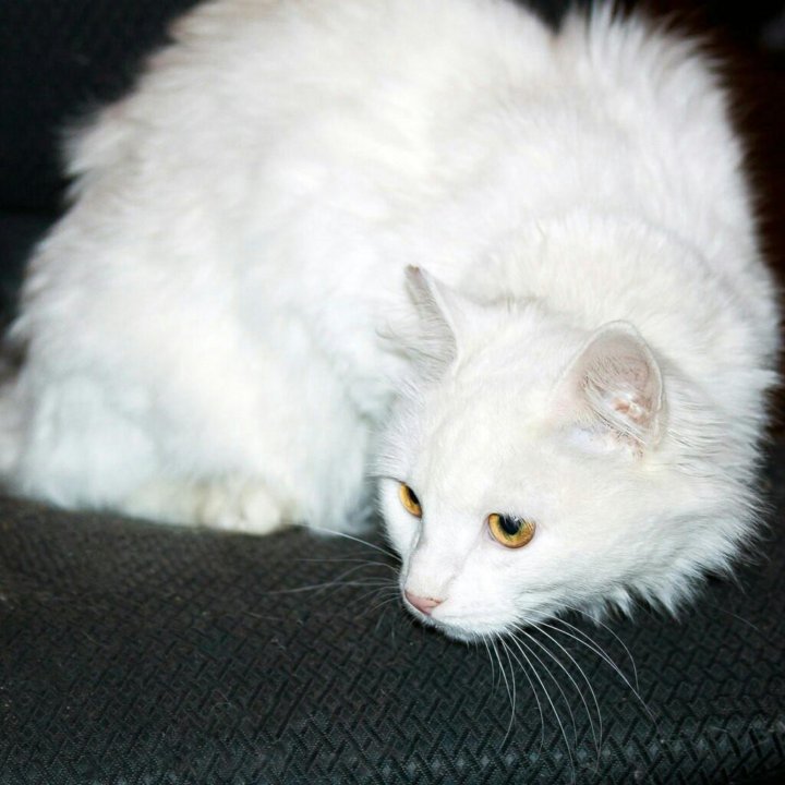 Аляскинский самоед. Он белый пушистый. Он белый пушистый. Он белый пушистый. Тибетский самоед.