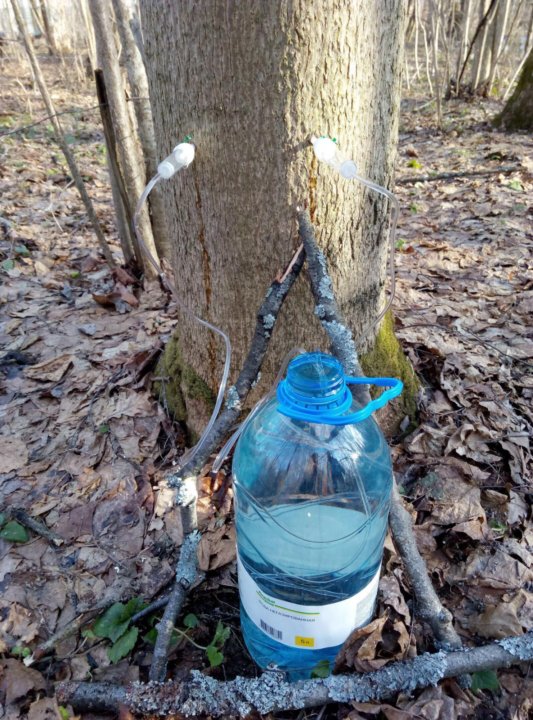 Когда идет кленовый сок. Когда идет кленовый сок. Кленовый сок из дерева. Сбор кленового сока. Когда идет кленовый сок.