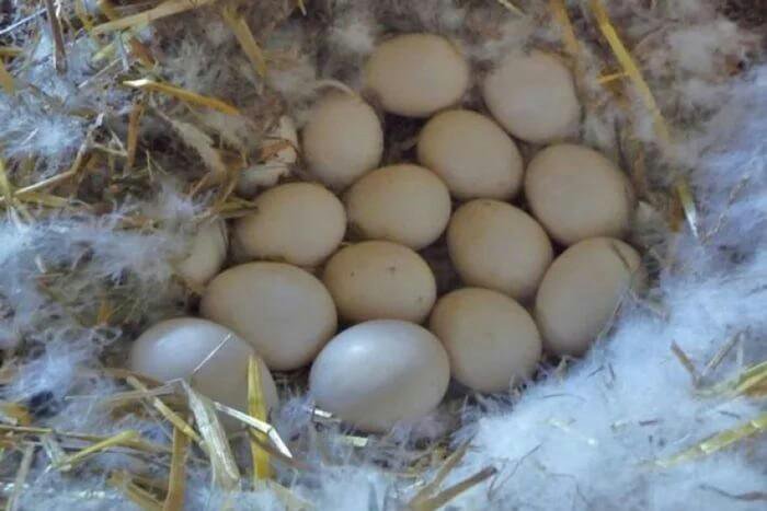 Где высиживают яйца. Инкубационное яйцо мускусной утки. Инкубационное яйцо индоутки. Яйца мускусных уток. Утиные яйца индоуток.
