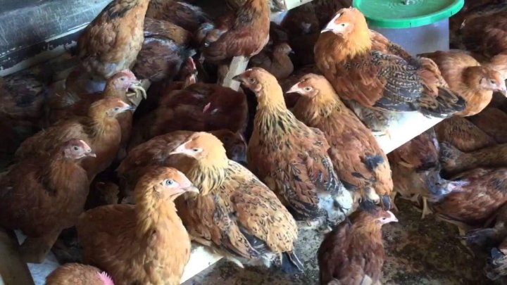 Как выглядит курица в 3 месяца фото