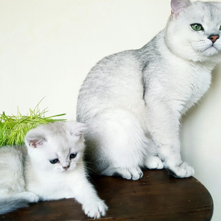 Шиншила кошка котенок