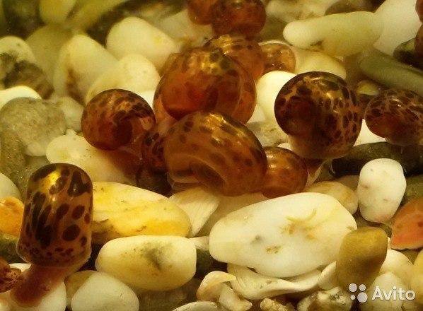 Большая улитка пятнистая. Пятнистая улитка в аквариуме. Улитка аквариумная в крапинку. Гранифера улитка. Большая улитка пятнистая.