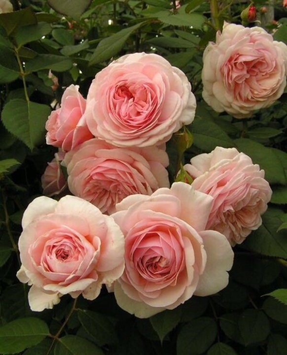 Роза шропшир фото и описание Роза Э Шропшир Лэд A SHROPSHIRE LAD - купить в Москве, цена 550 руб., продано 18