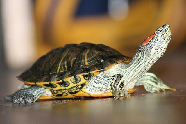 Морская черепаха красноухая. Красноухая черепаха. Черепаха с красными ушами. Красноухая черепаха болезни глаз. Взрослая красноухая черепаха.