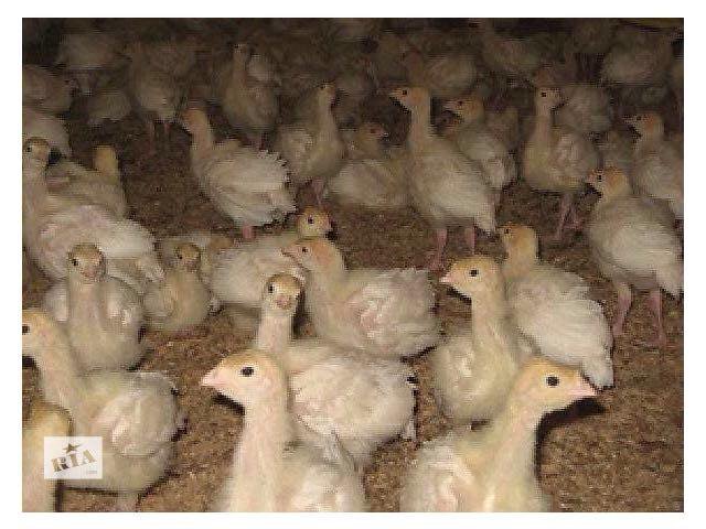 Индюшата Hybrid Converter, биг 6 - купить в Лесном, цена 125 руб., продано 29 фе