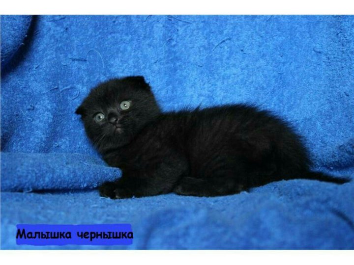 Черные Шотландские Кошки Фото