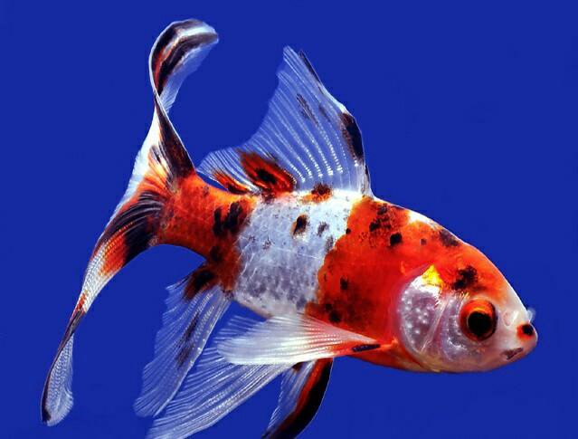 Золотая рыбка: черные пятна по телу и плавникам (Болезни аквариумных рыбок)