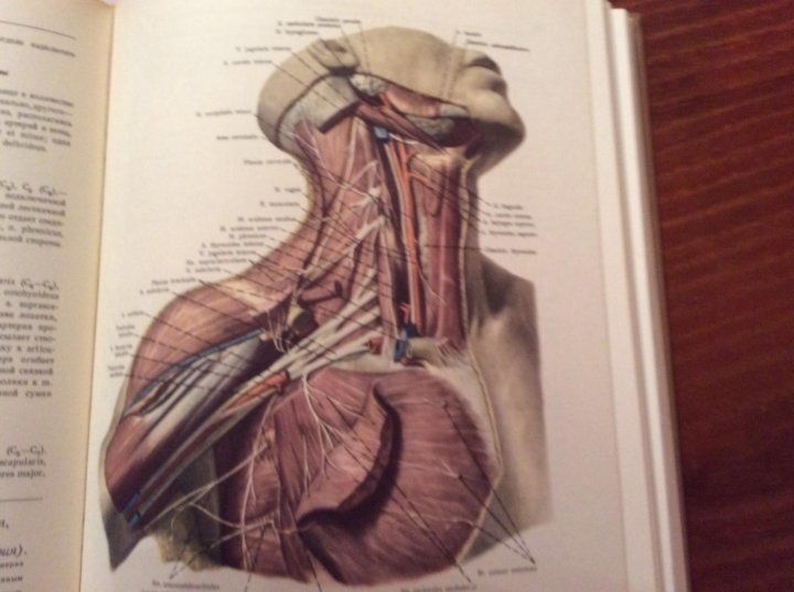 Мышцы шеи анатомия Синельников