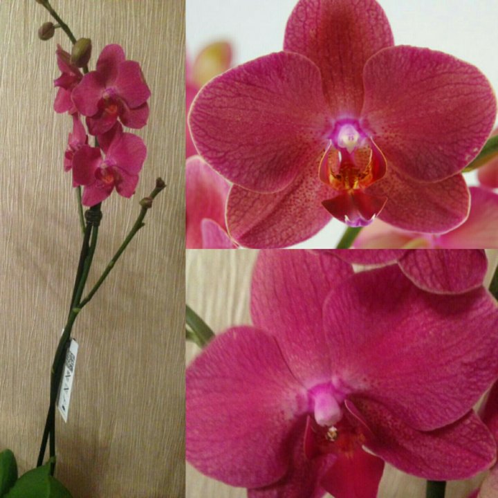 Орхидея счастливый час