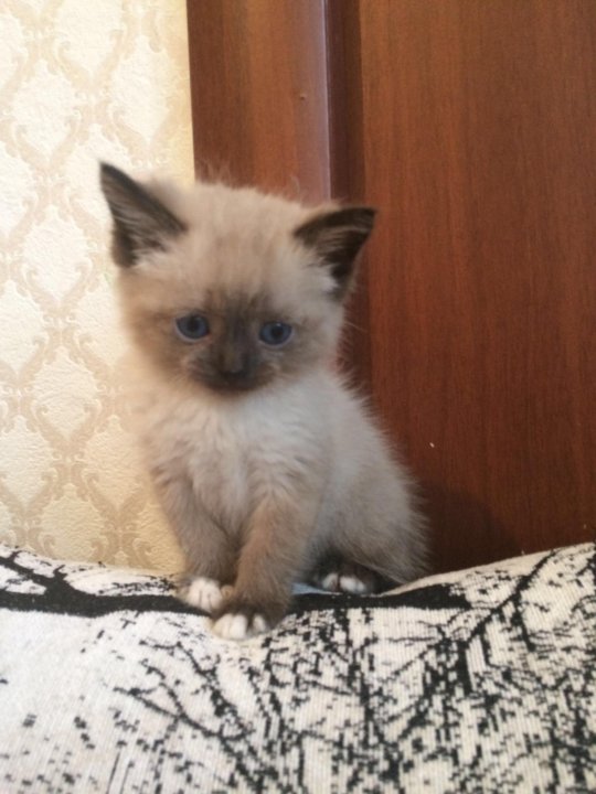 Авито Балаково Купить Котенка С Фото