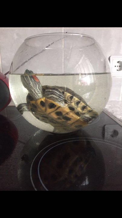 Красноухая черепаха + аквариум – купить в Одинцово, цена 450 руб., продано  10 марта 2018 – Другие животные