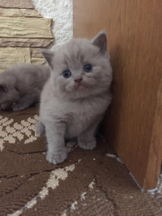 Купить Котенка В Саратове С Фото Авито