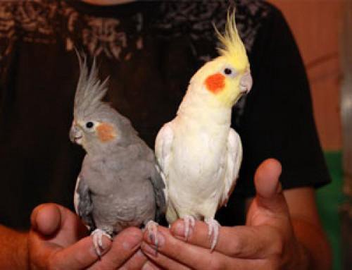 Имена для кореллы девочки. Попугай корелла. Имена для кореллы девочки. Корелла на прогулке. Корелла нимфа окрасы.