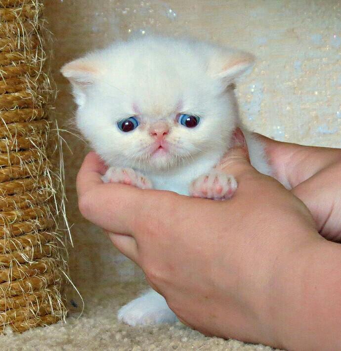 Маленькие кошки купить. Котята экзоты белые. Экзотические котята белые. Маленькие котята экзоты. Экзотическая кошка маленькая.